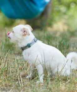 Frisco Outdoor Woven Jacquard Nylon Dog Collar -PetNest Shop 256733 PT5. SY630 V1625587684