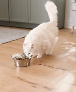 Frisco Flare Dog & Cat Bowl -PetNest Shop 257162 PT7. SY630 V1615989167