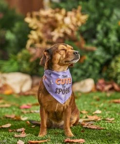 Frisco Too Cute to Spook Dog & Cat Bandana -PetNest Shop 261098 PT8. SY630 V1624460903
