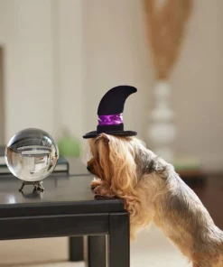 Frisco Midnight Witch Dog & Cat Hat -PetNest Shop 261106 PT8. SY630 V1624339477
