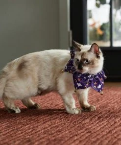 Frisco Spooky Halloween Cat Collar Ruffle, One Size -PetNest Shop 261118 PT8. SY630 V1624306379