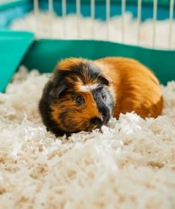 Frisco Small Pet Bedding, White, 2 pack, 43-L -PetNest Shop 263926 PT5. SY630 V1625586696