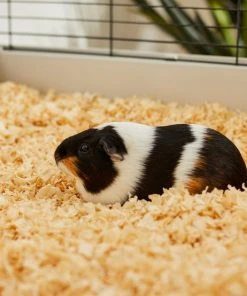 Frisco Pine Shaving Small Pet Bedding, 141-L -PetNest Shop 263934 PT5. SY630 V1625585896