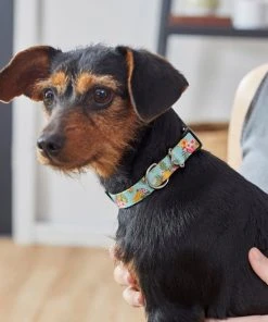 Frisco Tropics Dog Collar -PetNest Shop 264058 PT3. SY630 V1616766751