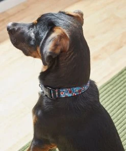 Frisco Hawaii Nights Dog Collar -PetNest Shop 264067 PT3. SY630 V1616768846