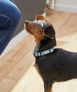 Frisco Blue Tie-Dye Dog Collar -PetNest Shop 264076 PT3. SY630 V1616776089