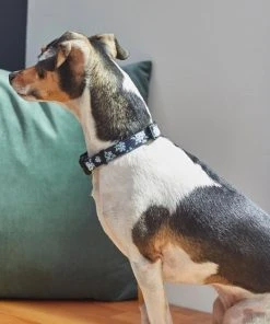 Frisco Evening Floral Dog Collar -PetNest Shop 264085 PT3. SY630 V1616776141