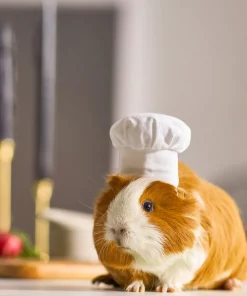 Frisco Chef Guinea Pig Costume Hat, One Size 9 Frisco Chef Guinea Pig Costume Hat, One Size -PetNest Shop 265887 PT8. SY630 V1624307877