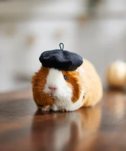 Frisco French Beret Guinea Pig Costume Hat, One Size -PetNest Shop 265891 PT8. SY630 V1624337078