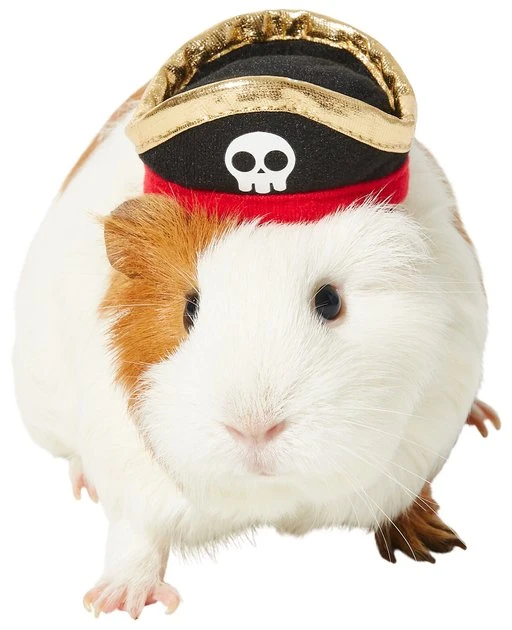 Frisco Pirate Guinea Pig Costume Hat, One Size 3 Frisco Pirate Guinea Pig Costume Hat, One Size