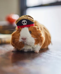 Frisco Pirate Guinea Pig Costume Hat, One Size 9 Frisco Pirate Guinea Pig Costume Hat, One Size -PetNest Shop 265893 PT8. SY630 V1624336771