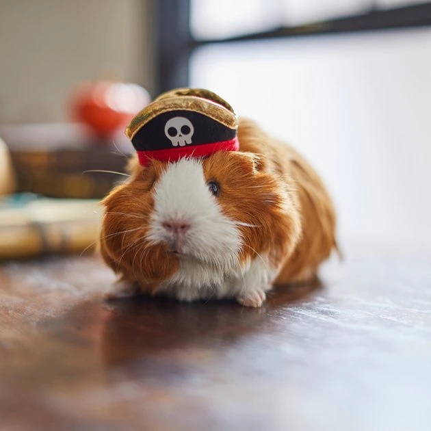 Frisco Pirate Guinea Pig Costume Hat, One Size 6 Frisco Pirate Guinea Pig Costume Hat, One Size - Image 4