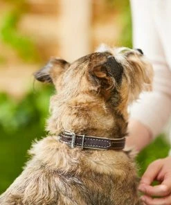 Frisco Two Tone Top Grain Leather Collar -PetNest Shop 266526 PT3. SY630 V1619534946