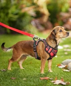 Frisco Padded Reflective Harness -PetNest Shop 266762 PT2. SY630 V1624542591