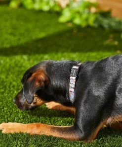 Frisco Traffic Signs Dog Collar -PetNest Shop 269439 PT3. SY630 V1619536949