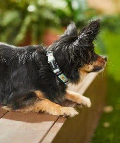 Frisco Ice Cream Party Dog Collar -PetNest Shop 269469 PT3. SY630 V1619535824