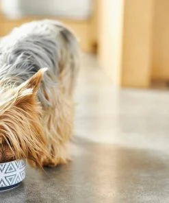 Frisco Tribal Aztec Non-skid Ceramic Dog & Cat Bowl -PetNest Shop 270217 PT2. SY630 V1620762360