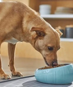 Frisco Slanted Ceramic Dog Bowl, Blue, 4.5 Cups -PetNest Shop 270221 PT2. SY630 V1620761979