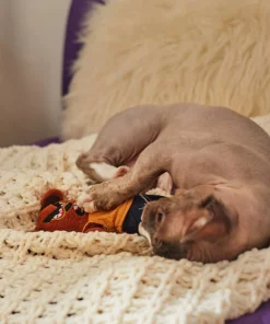 Frisco Halloween Good Bear, Bad Bear Reversible Plush Cat Toy with Catnip -PetNest Shop 270299 PT3. SY630 V1624817131