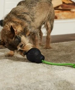 Frisco Skull with Rope Rubber Dog Toy -PetNest Shop 270531 PT3. SY630 V1624817785