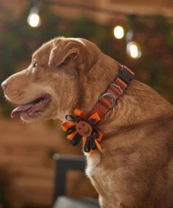 Frisco Orange Glitter Dog Collar with Pumpkin Ribbon -PetNest Shop 272844 PT8. SY630 V1623879195