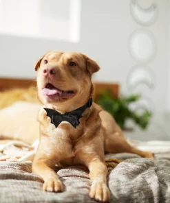 Frisco Removable Bat Wing Collar Bow -PetNest Shop 272872 PT8. SY630 V1623879427