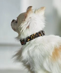 Frisco Scary Pumpkins Dog Collar -PetNest Shop 272883 PT8. SY630 V1623879639