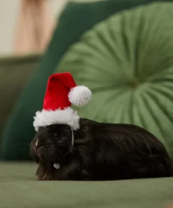 Frisco Holiday Guinea Pig Santa Hat -PetNest Shop 276184 PT8. SY630 V1631302796