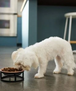 Frisco Paw Print Elevated Stainless Steel Dog & Cat Bowl 11 Frisco Paw Print Elevated Stainless Steel Dog & Cat Bowl -PetNest Shop 277513 PT2. SY630 V1630509092