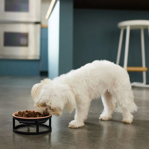 Frisco Paw Print Elevated Stainless Steel Dog & Cat Bowl 5 Frisco Paw Print Elevated Stainless Steel Dog & Cat Bowl - Image 3
