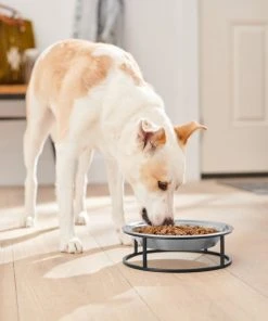 Frisco Elevated Non-skid Stainless Steel Dog & Cat Bowl -PetNest Shop 277536 PT2. SY630 V1630346679