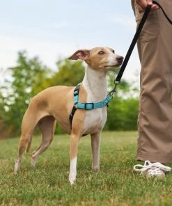 Frisco Padded Reflective No Pull Harness -PetNest Shop 277892 PT4. SY630 V1629816716