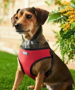 Frisco Padded Step-In Harness -PetNest Shop 287449 PT8. SY630 V1631669934