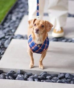 Frisco Fashion Over-The-Head Harness, Blue Plaid -PetNest Shop 287470 PT8. SY630 V1632316703