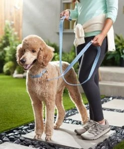 Frisco Fashion Leash, Striped -PetNest Shop 287495 PT8. SY630 V1632316707