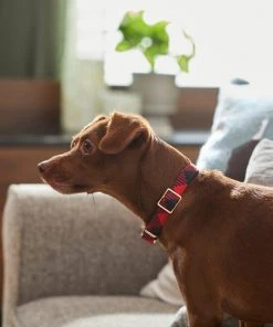 Frisco Fashion Collar, Buffalo Plaid -PetNest Shop 287509 PT8. SY630 V1632315534