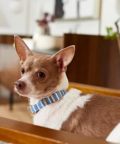 Frisco Fashion Collar, Striped -PetNest Shop 287511 PT8. SY630 V1632315168