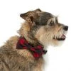 Frisco Removeable Fashion Collar Bow, Buffalo Plaid -PetNest Shop 287530 MAIN. SY630 V1632279095
