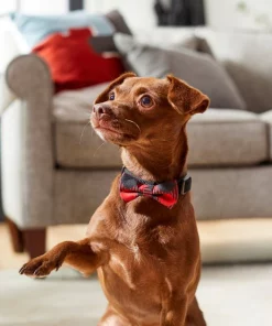 Frisco Removeable Fashion Collar Bow, Buffalo Plaid -PetNest Shop 287530 PT8. SY630 V1632316295