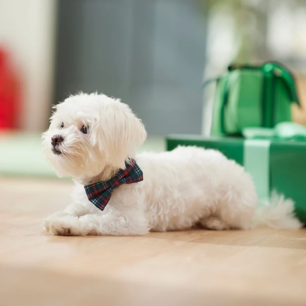 Frisco Festive Plaid Dog Collar with Removeable Plaid Bow 7 Frisco Festive Plaid Dog Collar with Removeable Plaid Bow - Image 5