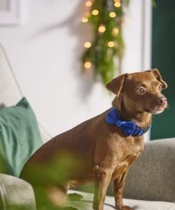 Frisco Velvet Dog Collar With Removeable Velvet Bow -PetNest Shop 289734 PT8. SY630 V1632186735