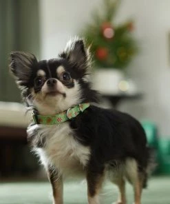 Frisco Gingerbread Cheer Dog Collar -PetNest Shop 289752 PT8. SY630 V1632185508