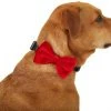 Frisco Removeable Velvet Collar Bow -PetNest Shop 289810 MAIN. SY630 V1632188498