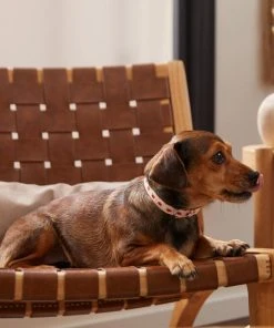 Frisco Fantastic Foxes Dog Collar -PetNest Shop 291237 PT3. SY630 V1629487905