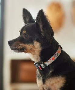 Frisco Mountain Leaves Dog Collar -PetNest Shop 291244 PT3. SY630 V1629488588