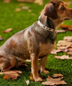 Frisco Thanksgiving Turkey Dog Collar -PetNest Shop 291255 PT3. SY630 V1629488529