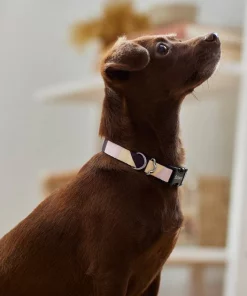 Frisco Purple Colorblock Dog Collar -PetNest Shop 291277 PT3. SY630 V1629488251