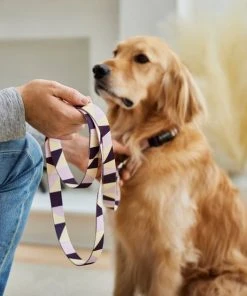 Frisco Purple Colorblock Dog Collar -PetNest Shop 291282 PT3. SY630 V1629488015