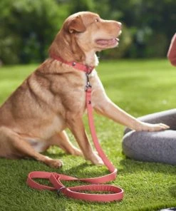 Frisco Monochromatic Dog Leash 9 Frisco Monochromatic Dog Leash -PetNest Shop 291585 PT8. SY630 V1633121848