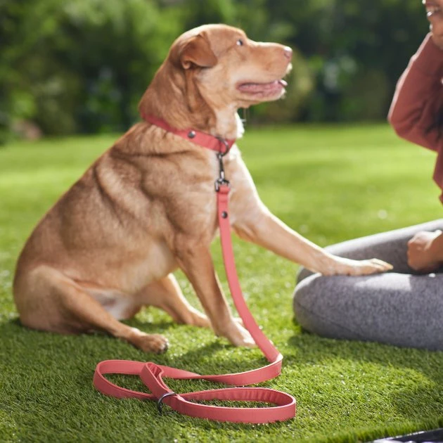 Frisco Monochromatic Dog Leash 6 Frisco Monochromatic Dog Leash - Image 4